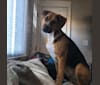 Photo of Watson, a Mountain Cur, American Pit Bull Terrier, Boxer, and Mixed mix in Arkansas, USA