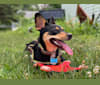 Batman, a Rat Terrier and Australian Cattle Dog mix tested with EmbarkVet.com