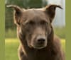 Coda, a Labrador Retriever and Australian Cattle Dog mix tested with EmbarkVet.com