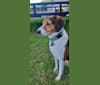 Wilson, a Treeing Walker Coonhound and Australian Shepherd mix tested with EmbarkVet.com