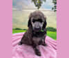 Truvy Diane, a Poodle (Standard) tested with EmbarkVet.com