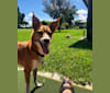 Kona, a Chihuahua and Poodle (Small) mix tested with EmbarkVet.com