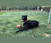 Kobe, a Dogo Argentino and Doberman Pinscher mix tested with EmbarkVet.com