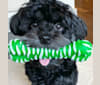 Samwise the Brave, a Poodle (Small) and Shih Tzu mix tested with EmbarkVet.com