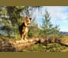 Photo of Koda, an Australian Shepherd Group  in Oregon, USA