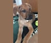 Jade, a German Shepherd Dog and Rottweiler mix tested with EmbarkVet.com