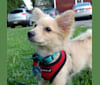 Barry, a Pomeranian and Poodle (Small) mix tested with EmbarkVet.com