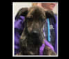 Photo of Zeke, a Siberian Husky, American Pit Bull Terrier, and Australian Shepherd mix in Willcox, AZ, USA