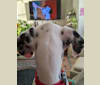 Photo of Rollo, a Dalmatian  in SF, California, USA