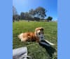 Lazlo, a Great Pyrenees and Australian Shepherd mix tested with EmbarkVet.com