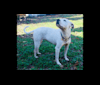 Blanc, an American Pit Bull Terrier and American Bulldog mix tested with EmbarkVet.com
