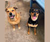 Wyatt, a Labrador Retriever and Doberman Pinscher mix tested with EmbarkVet.com