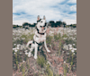 Photo of Oakley, a Siberian Husky  in Waucoma, Iowa, USA