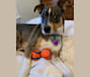 Photo of Ollie, an American Pit Bull Terrier, Miniature Pinscher, Beagle, and Mixed mix in Tennessee, USA