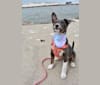 Photo of Fizz, an American Pit Bull Terrier, Australian Cattle Dog, Pomeranian, Chihuahua, and Mixed mix in Corpus Christi, Texas, USA