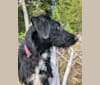 Kaya, a German Shepherd Dog and Cocker Spaniel mix tested with EmbarkVet.com