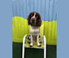 Ernie, an English Springer Spaniel and English Cocker Spaniel (Working Type) mix tested with EmbarkVet.com