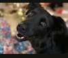 Dash, an Australian Cattle Dog and Labrador Retriever mix tested with EmbarkVet.com