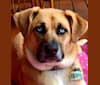 Marley, a German Shepherd Dog and American Bulldog mix tested with EmbarkVet.com