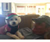 Henry, a Bichon Frise tested with EmbarkVet.com