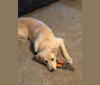 Shea, a Labrador Retriever and Chow Chow mix tested with EmbarkVet.com