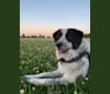 Frankie Ocean, a Great Pyrenees and Maremma Sheepdog mix tested with EmbarkVet.com