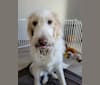 Photo of Amaretto, a Great Pyrenees, Poodle (Standard), and Labrador Retriever mix in California, USA