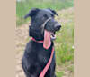 Charlie, a Poodle (Standard) and German Shepherd Dog mix tested with EmbarkVet.com
