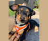 Sadie, a Chihuahua and Pomeranian mix tested with EmbarkVet.com