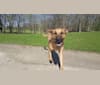 Milo, a Labrador Retriever and American Pit Bull Terrier mix tested with EmbarkVet.com