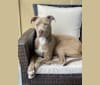 Photo of Tyson, an American Bully  in Nevada, USA