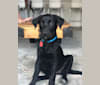 Millie, a Labrador Retriever and German Shepherd Dog mix tested with EmbarkVet.com