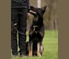 Arya, a German Shepherd Dog tested with EmbarkVet.com