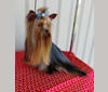 Sunny, a Yorkshire Terrier tested with EmbarkVet.com