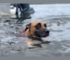 Takumi, an American Pit Bull Terrier and German Shepherd Dog mix tested with EmbarkVet.com