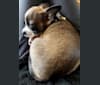 Cornelius, a Pug and Chihuahua mix tested with EmbarkVet.com