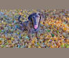 Zoe, a Labrador Retriever and German Shepherd Dog mix tested with EmbarkVet.com