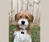 Watson, a Beagle and Poodle (Small) mix tested with EmbarkVet.com