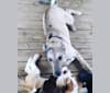 Photo of Luther, a Great Dane, Alaskan Malamute, and Siberian Husky mix in Vidor, Texas, USA
