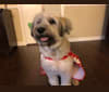 Rosie, a Labrador Retriever and Chinese Shar-Pei mix tested with EmbarkVet.com