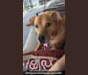 Bayleigh, a Staffordshire Terrier and Labrador Retriever mix tested with EmbarkVet.com