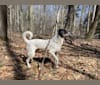 Photo of Cadpig, a Dalmatian, Boxer, Australian Cattle Dog, and Australian Shepherd mix in Pennsylvania, USA