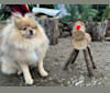 Canelo, a Pomeranian and Shih Tzu mix tested with EmbarkVet.com