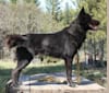 Warden, a Karelian Bear Dog and Irish Wolfhound mix tested with EmbarkVet.com
