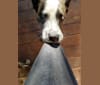 Luna, a Boxer and Australian Cattle Dog mix tested with EmbarkVet.com