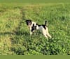 Sam, a Poodle (Small) and Maltese mix tested with EmbarkVet.com