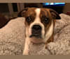 Izzy Wiggles, a Bulldog and Boston Terrier mix tested with EmbarkVet.com