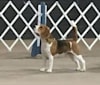 Coulson, a Beagle tested with EmbarkVet.com