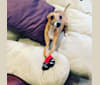 Bosie, an Italian Greyhound tested with EmbarkVet.com