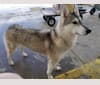 Chemistry, a Siberian Husky and German Shepherd Dog mix tested with EmbarkVet.com